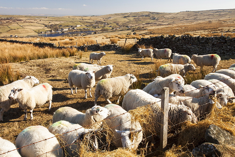 Sheep feeding on hay on Ovenden Moor near Keighley, West Yorkshire, Yorkshire, England, United Kingdom, Europe