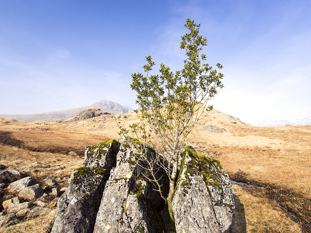 A holly tree growing in a split rock, the only tree in the area, as the rest have been grazed out by sheep, Lake District, Cumbria, England, United Kingdom, Europe