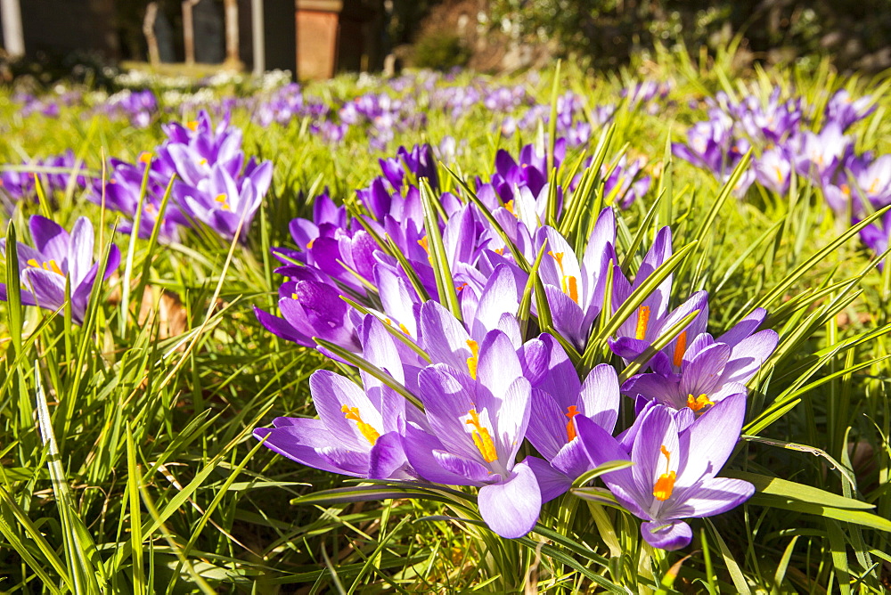 Crocus growing in Gosforth church yard, Cumbria, England, United Kingdom, Europe