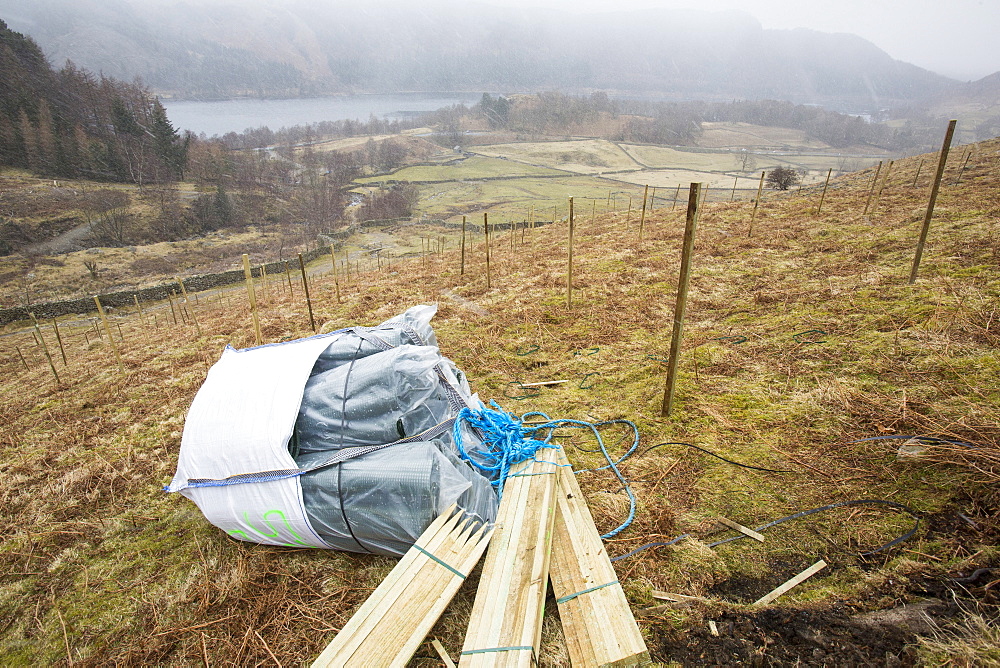 Planting native English trees around the fells above Thirlmere Reservoir in the Lake District, Cumbria, England, United Kingdom, Europe