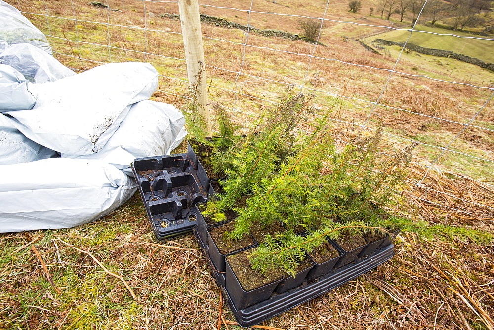 Planting native English trees around the fells above Thirlmere Reservoir in the Lake District, Cumbria, England, United Kingdom, Europe