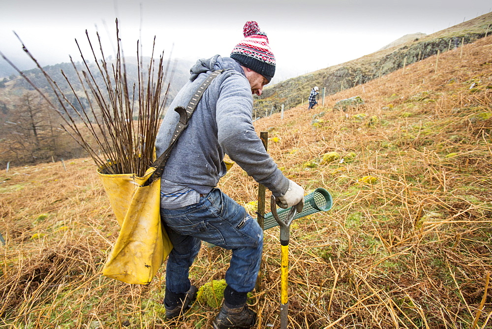 Planting native English trees around the fells above Thirlmere Reservoir in the Lake District, Cumbria, England, United Kingdom, Europe