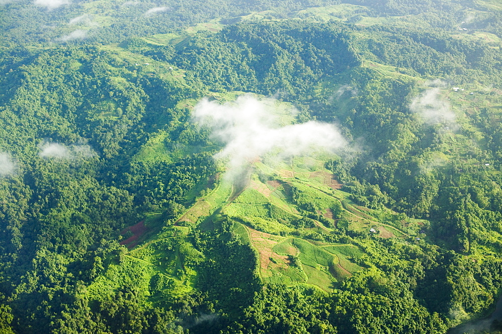 Rainforest on Fiji, Pacific