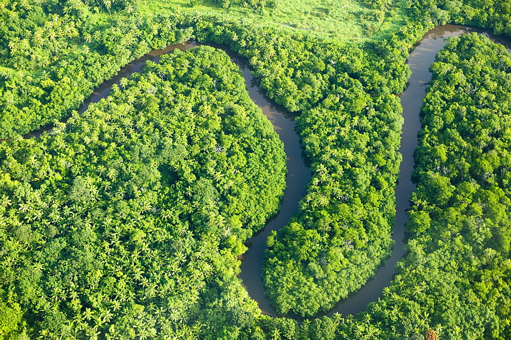 Rainforest on Fiji, Pacific