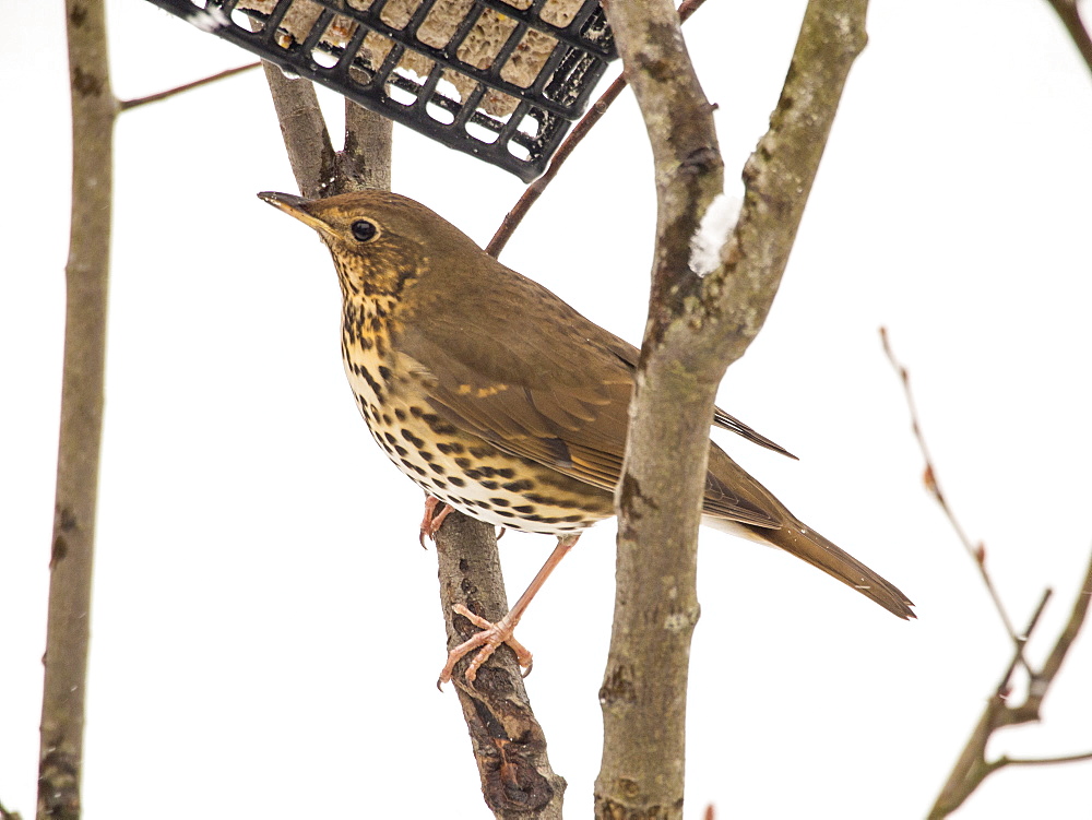 Song thrush (Turdus philomelos) on a garden bird feeder, Ambleside, Lake District, Cumbria, England, United Kingdom, Europe