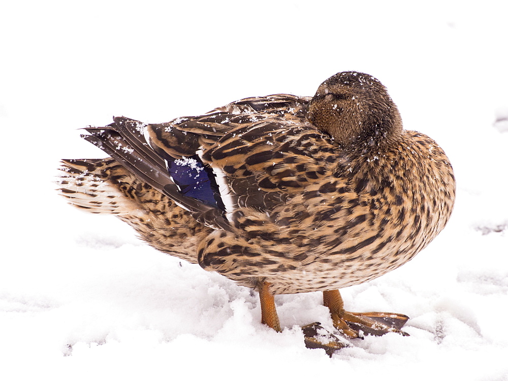 A female Mallard (Anas platyrhynchos) in snow on the shores of Lake Windermere, Ambleside, Lake District, Cumbria, England, United Kingdom, Europe