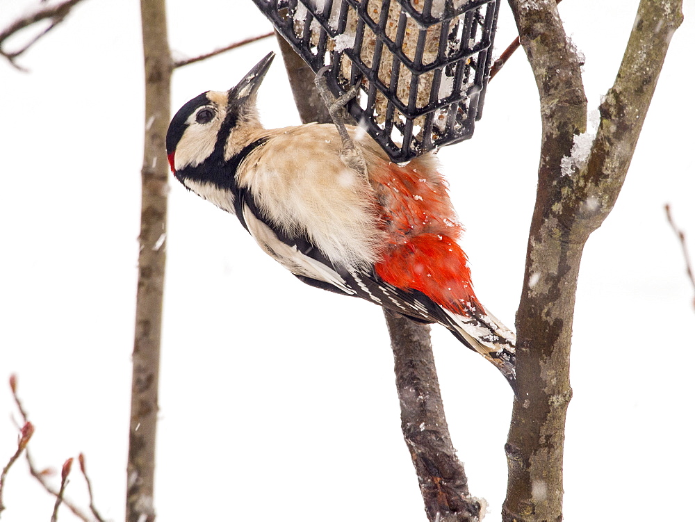 A Great spotted woodpecker (Dendrocopus major) on a bird feeder in a garden in Ambleside, Lake District, Cumbria, England, United Kingdom, Europe