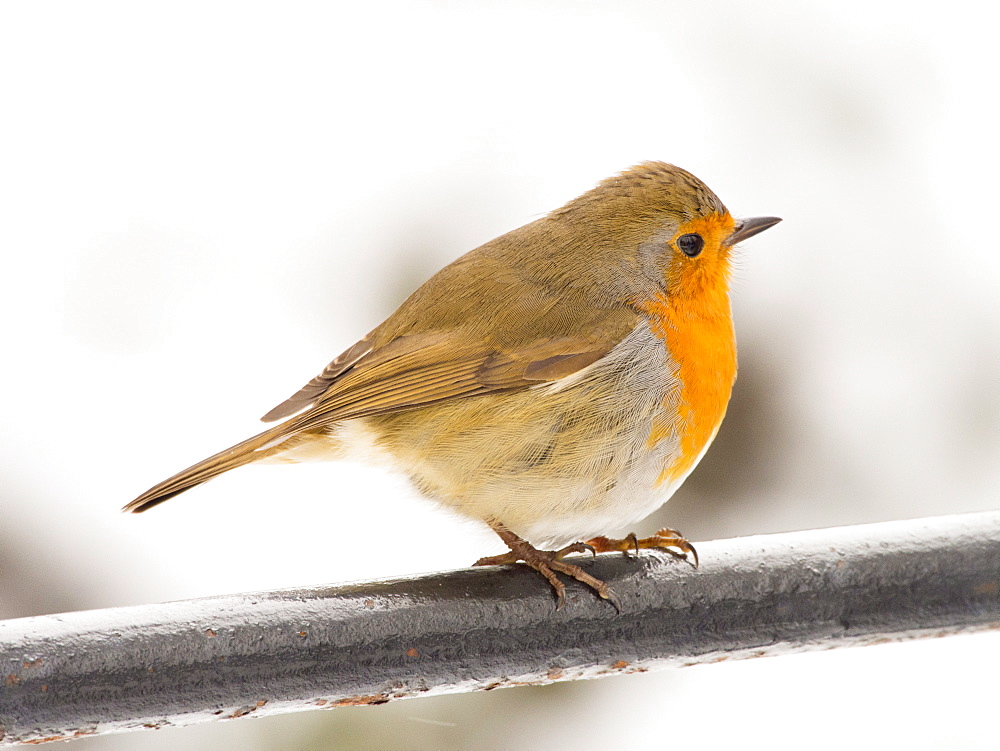 European robin (Erithacus rubecula) in the grounds of Rydal Hall, Ambleside, Lake District, Cumbria, England, United Kingdom, Europe