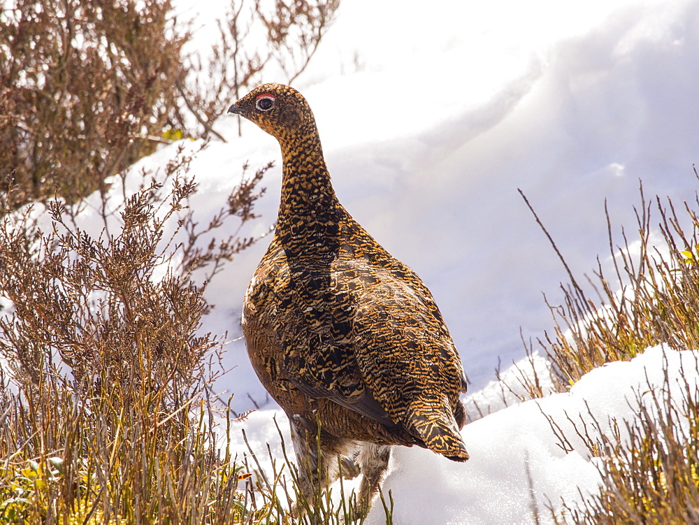 A female red grouse (Lagopus lagopus scotica) on the Stiperstones in Shropshire, England, United Kingdom, Europe