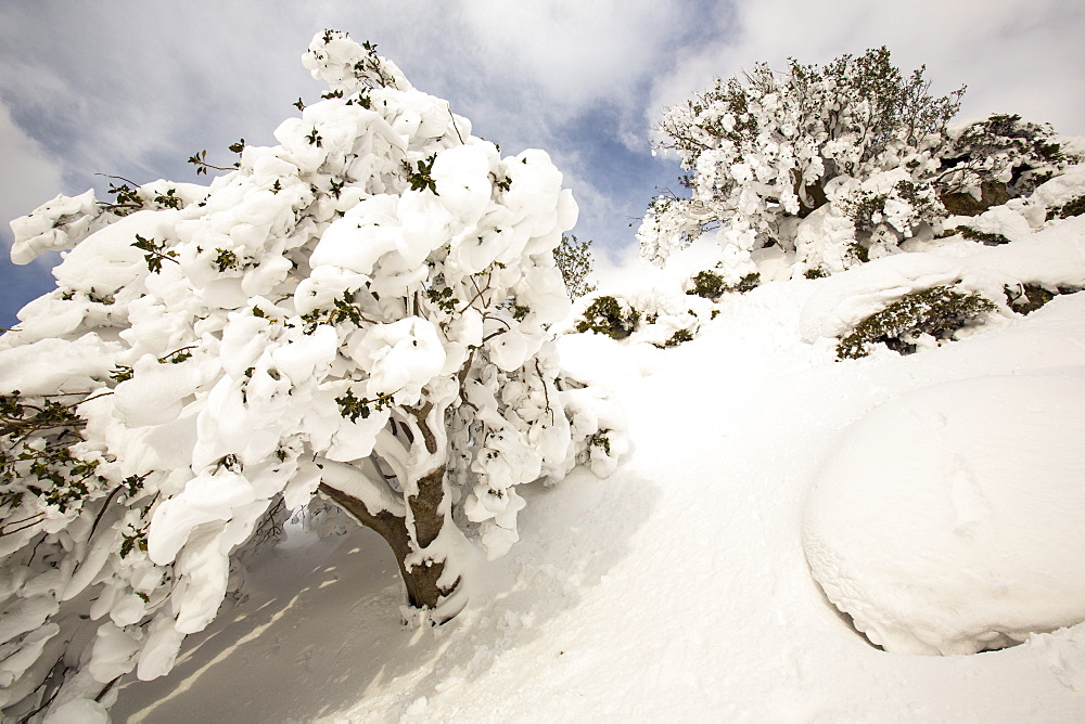 Holly tree covered in snow on the side of Helvellyn, in the extreme weather event of late March 2013, Lake District, Cumbria, England, United Kingdom, Europe