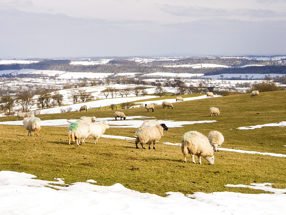 Sheep on Hope Bowdler Hill above Church Stretton, looking towards Wenlock Edge, Shropshire, England, United Kingdom, Europe