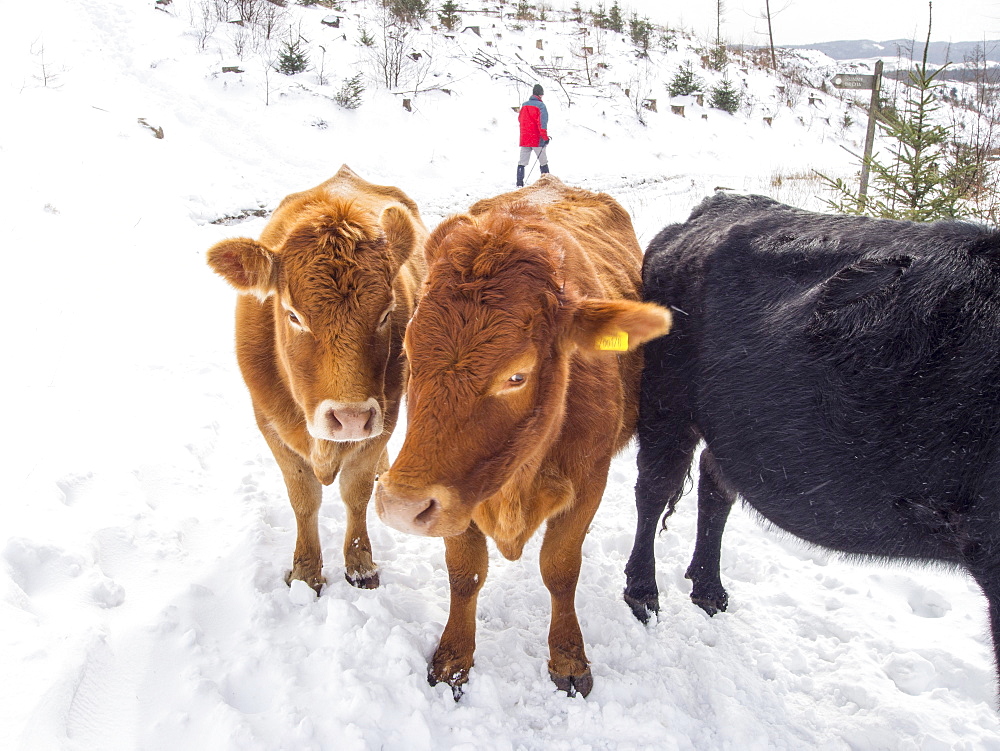 Cows surviving outside during the late March 2013 extreme weather event, near Hawkshead, Lake District, Cumbria, England, United Kingdom, Europe