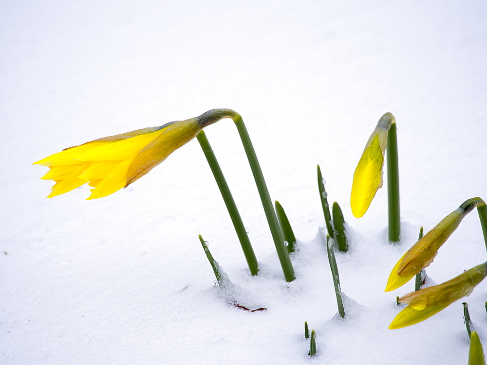 Wild daffodils on snow in the grounds of Rydal Church, Lake District, Cumbria, England, United Kingdom, Europe