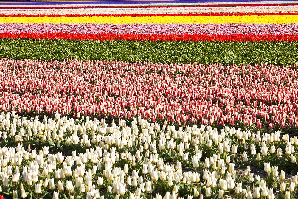 Tulip fields near Keukenhof Gardens, Lisse, Netherlands, Europe