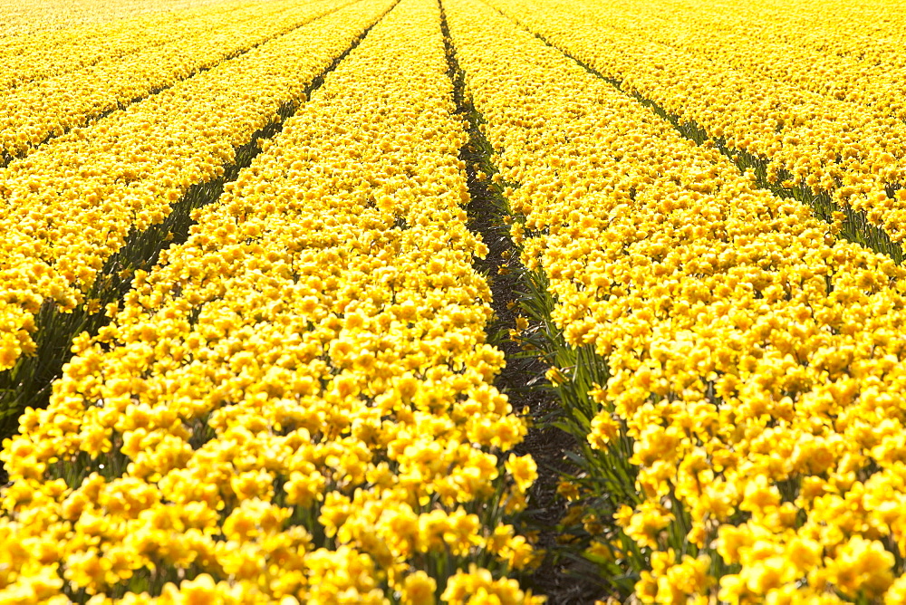 Daffodil fields near Keukenhof Gardens, Lisse, Netherlands, Europe