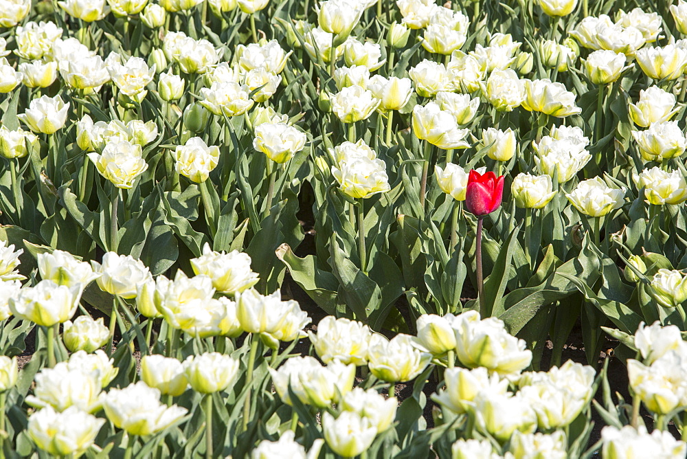 A lone red tulip in a field of white tulips, Netherlands, Europe