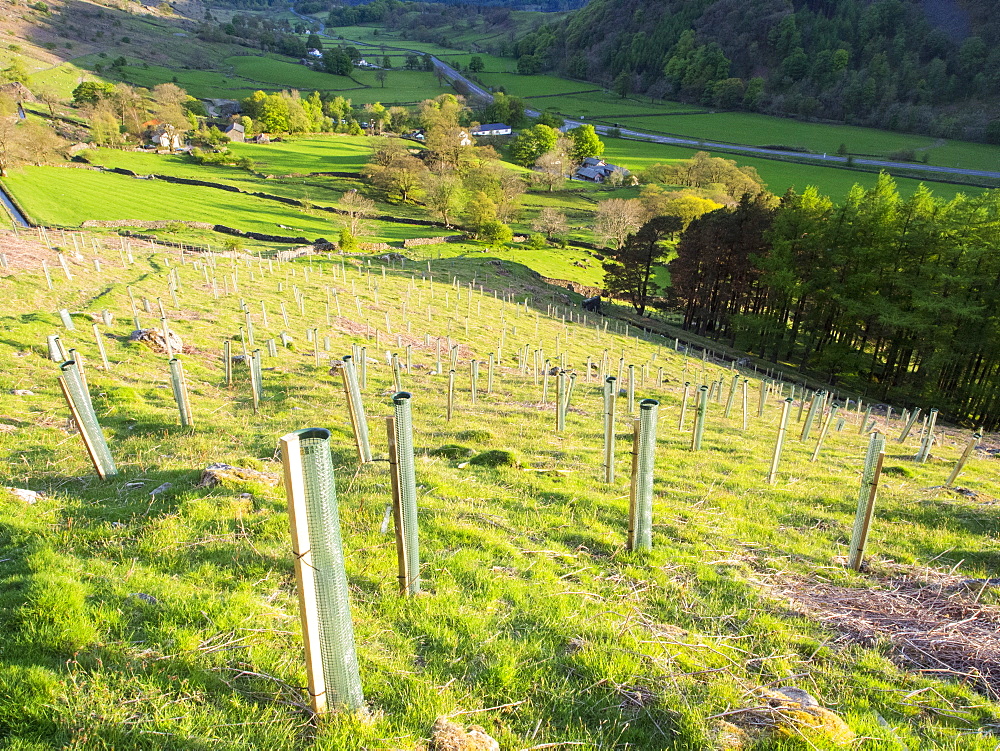 Tree planting above Thirlmere in St. Johns in the Vale near Keswick, Lake District National Park, Cumbria, England, United Kingdom, Europe