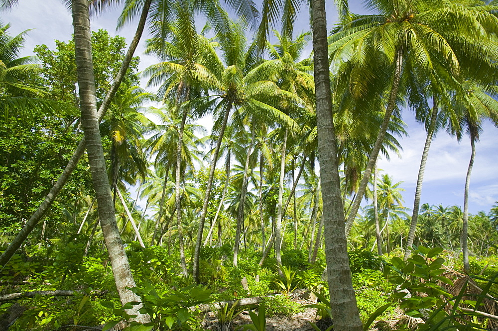 Funafuti atoll, Tuvalu, Pacific