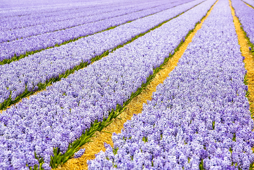 Hyacinth fields near Keukenhof Gardens, Lisse, Netherlands, Europe