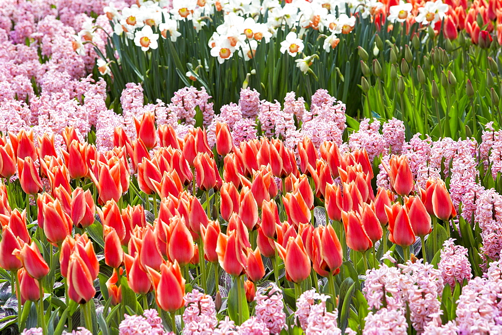 Keukenhof Gardens, the most famous Spring garden in the world, Lisse, Netherlands, Europe