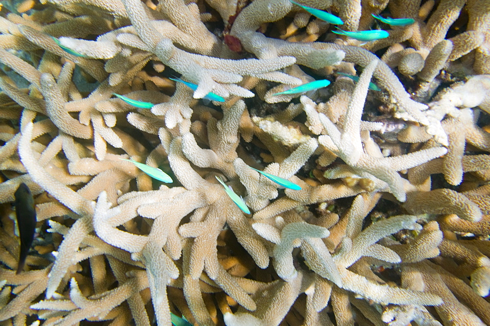 A reef off Funafuti, Tuvalu, Pacific