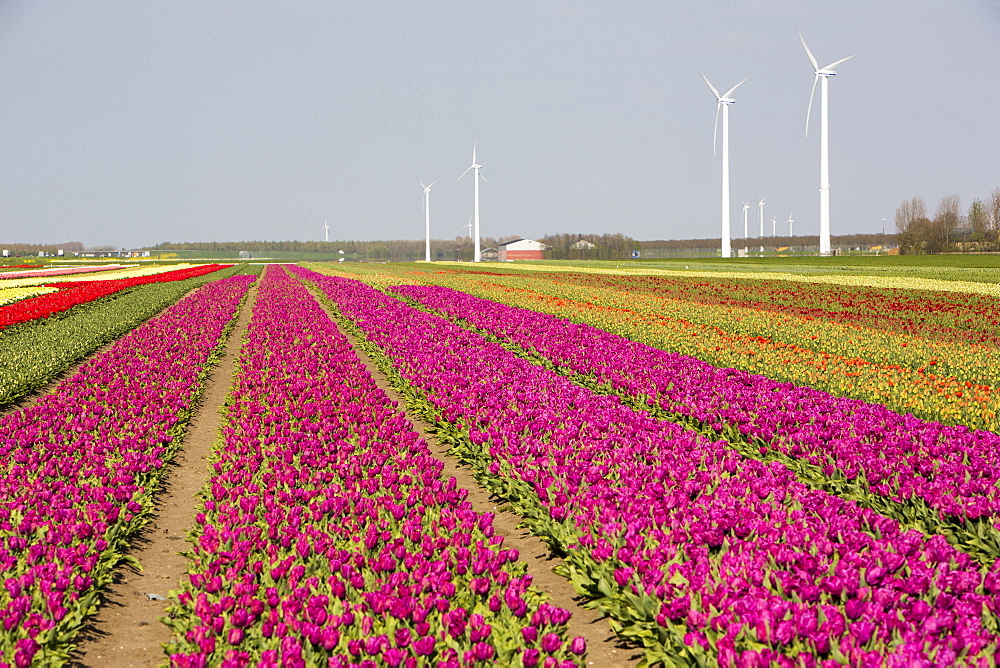 A modern take on the classsic image of tulip fields and windmills. with a wind farm near Almere, Flevoland, Netherlands, Europe