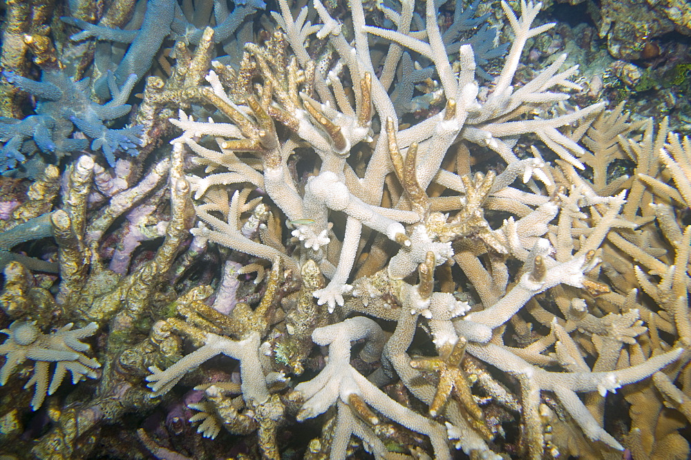 A reef off Funafuti, Tuvalu, Pacific