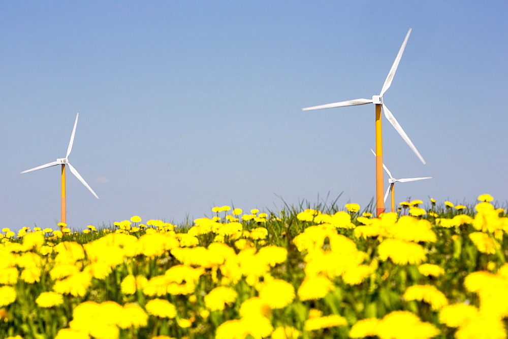 Colourful wind turbines in polders, reclaimed land near Almere, Flevoland, Netherlands, Europe