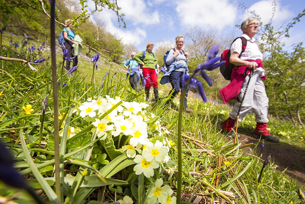 Ramblers walking past primroses and bluebells in Oxenber Woods above Austwick, Yorkshire Dales, Yorkshire, England, United Kingdom, Europe