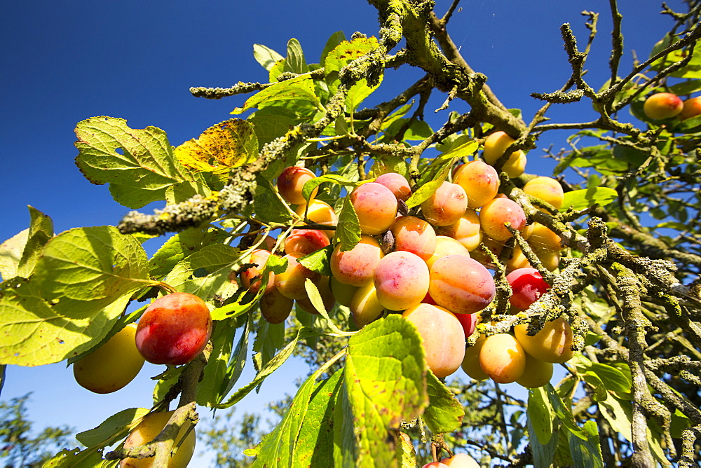 Plums growing in an orchard near Pershore, Vale of Evesham, Worcestershire, UK.