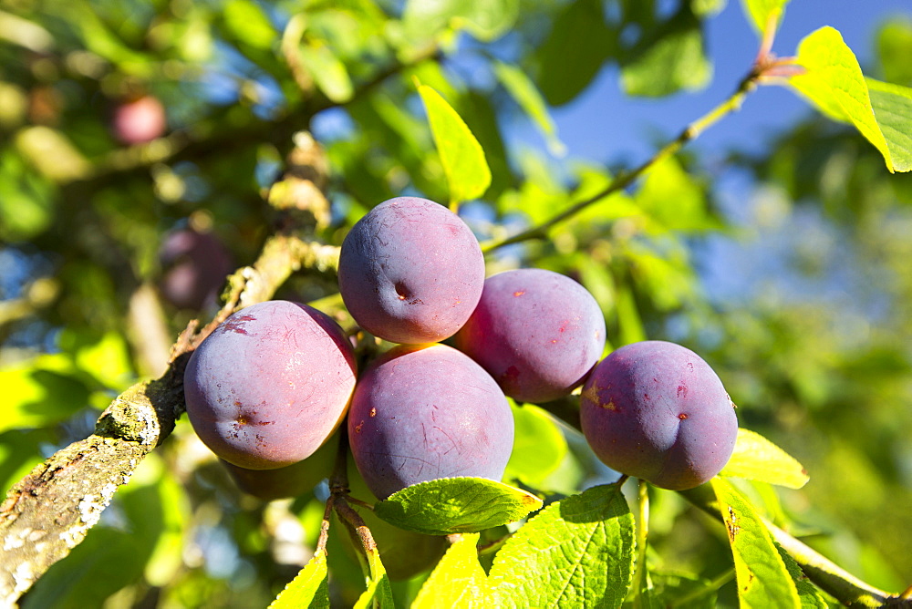 Plums growing in an orchard near Pershore, Vale of Evesham, Worcestershire, UK.