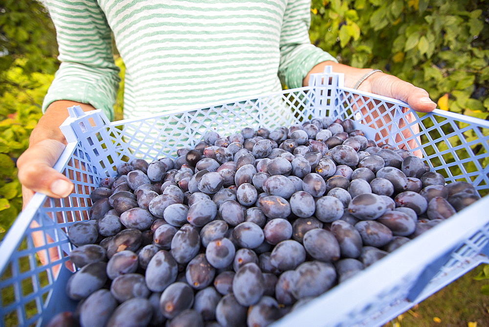 A woman picking Damsons growing in an orchard near Pershore, Vale of Evesham, Worcestershire, UK.