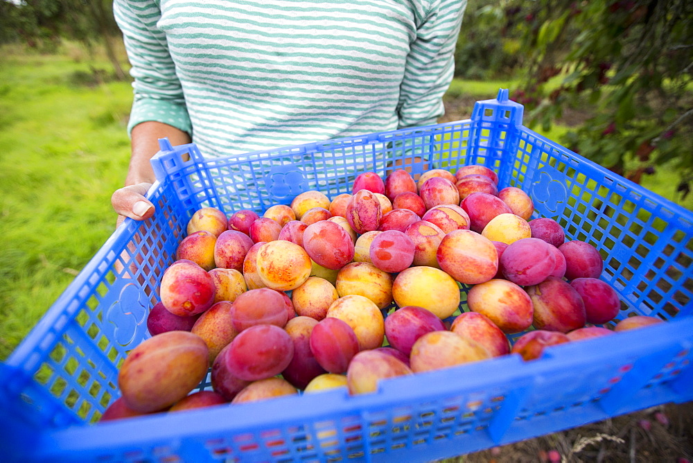 A woman picking Plums growing in an orchard near Pershore, Vale of Evesham, Worcestershire, UK.