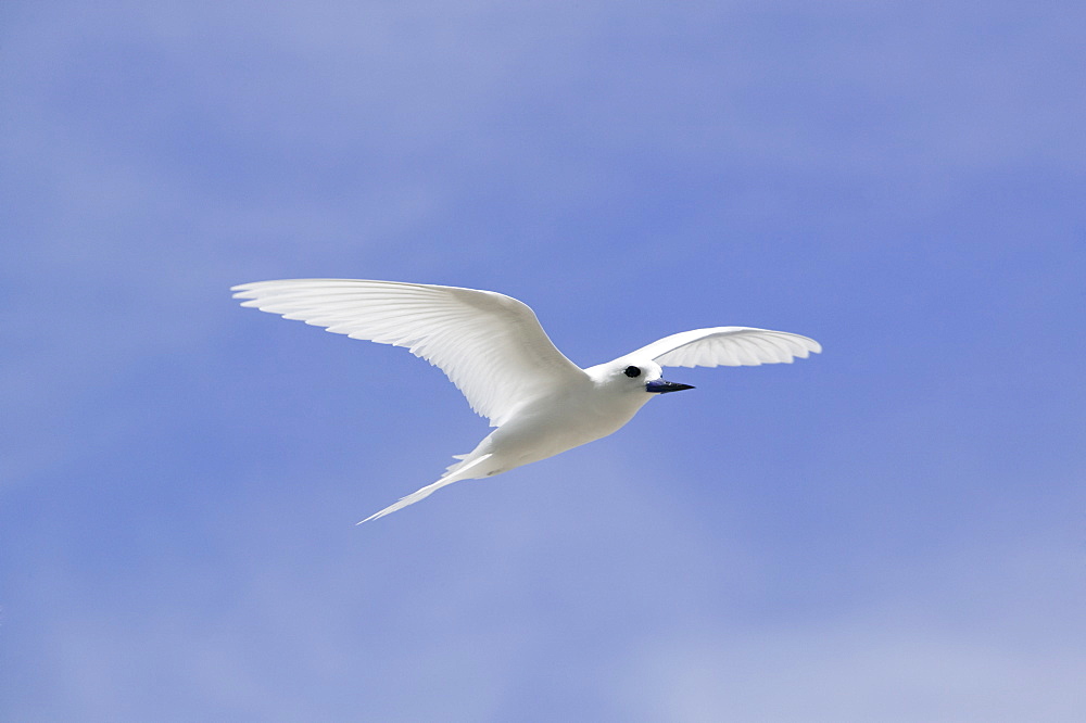 White tern off Tepuka Island, Tuvalu, Pacific