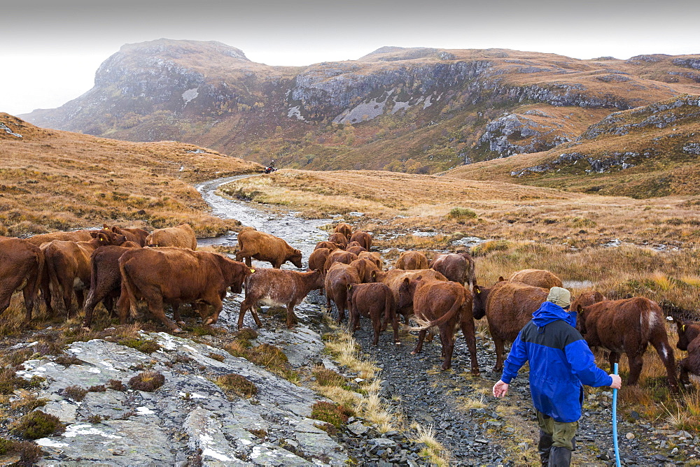 A farmer droves his cattle out of the remote Strath Na Sealga where they have been grazing over the summer, to take them in for winter time, near Dundonnel in the north West Highlands.