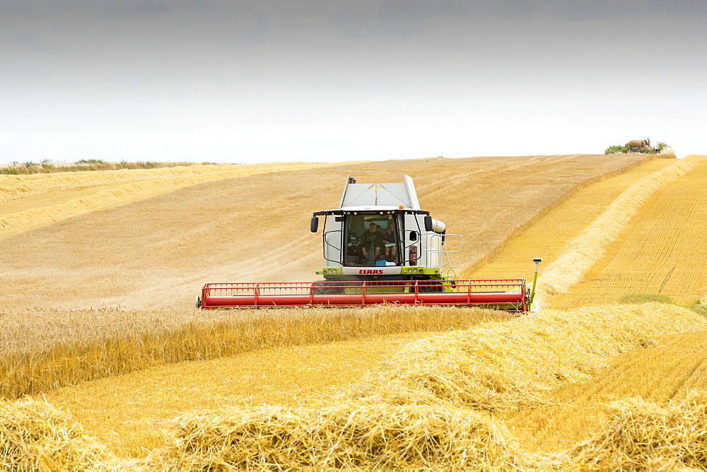 A farmer harvesting wheat on a farm near Barmston, East Coast, Yorkshire, UK.