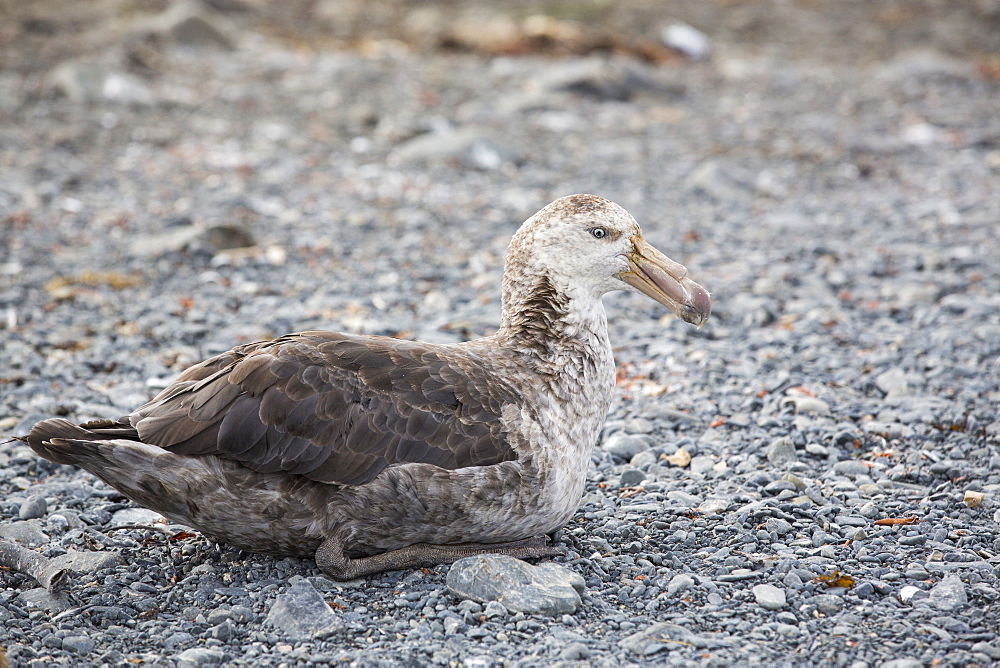 A Southern Giant Petrel, Macronectes giganteus, on the beach at Salisbury Plain, South Georgia, Southern Ocean.