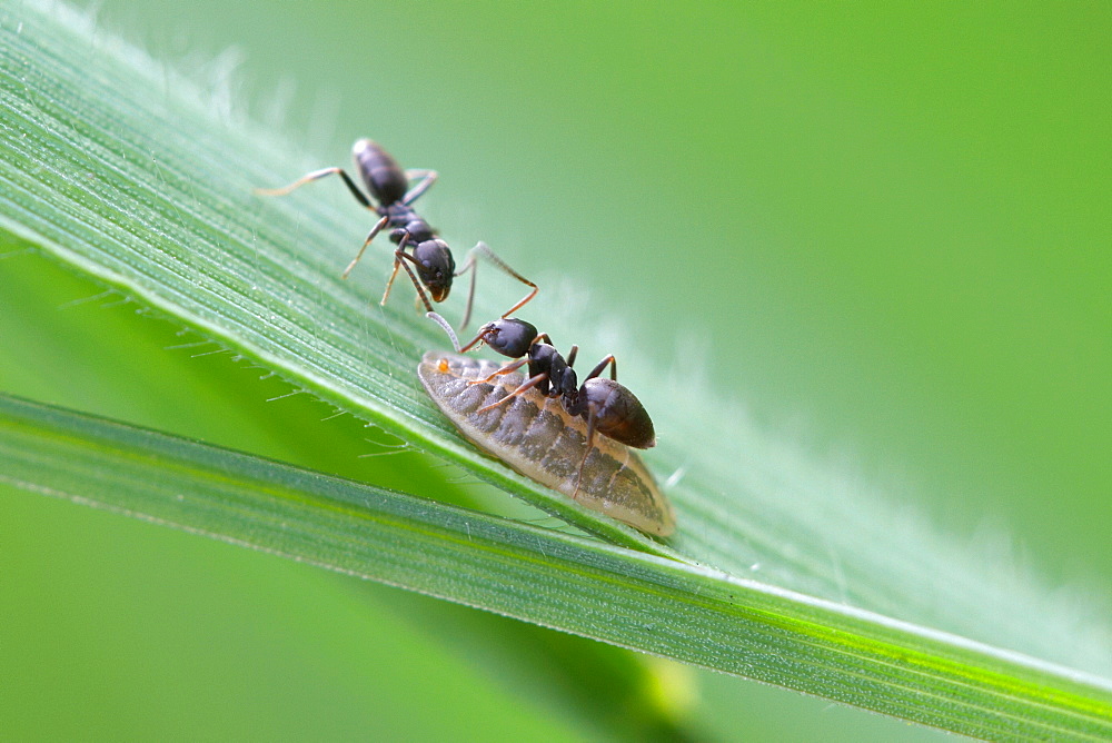 2 Ants. Nature, Moldova, ant, ants, insect, summer, Green,  Flower, 2, mustache ant