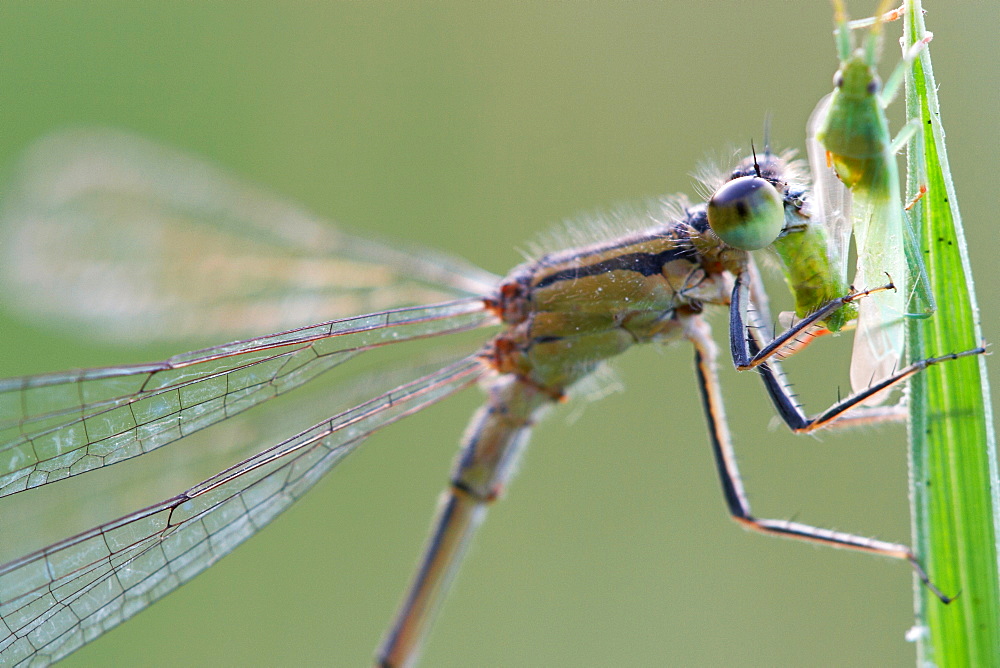 Predator's portrait. Nature, Moldova, insect, summer, Green,  macro, Dragonfly, aphid