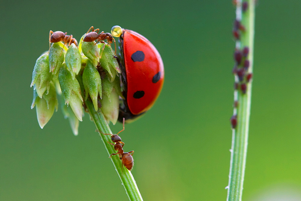 Adoration of high aphid. Nature, Moldova, ant, ants, insect, summer, Green,  Flower, macro, aphid