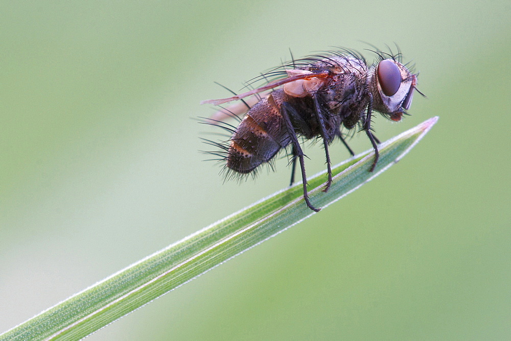 Barbed fly. Nature, Moldova, insect, summer, Green,  macro, fly