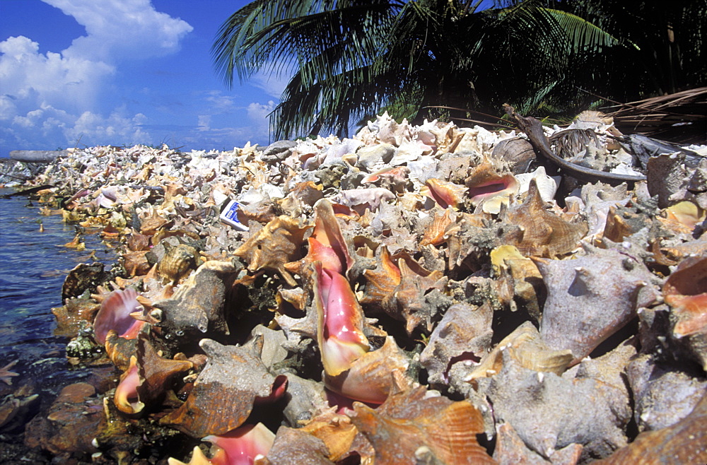 Sea defence made from Queen Coch shells, South Water Cay, Belize      (rr)