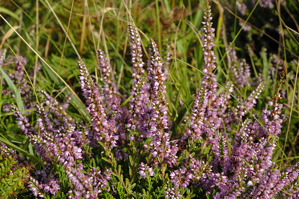 Ling Calluna vulgaris heather Deer Park, Marloes, Pembrokeshire, Wales, UK, Europe