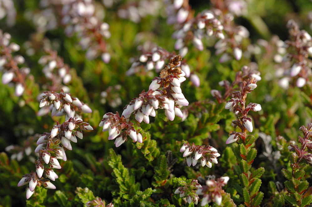 Ling Calluna vulgaris heather Deer Park, Marloes, Pembrokeshire, Wales, UK, Europe