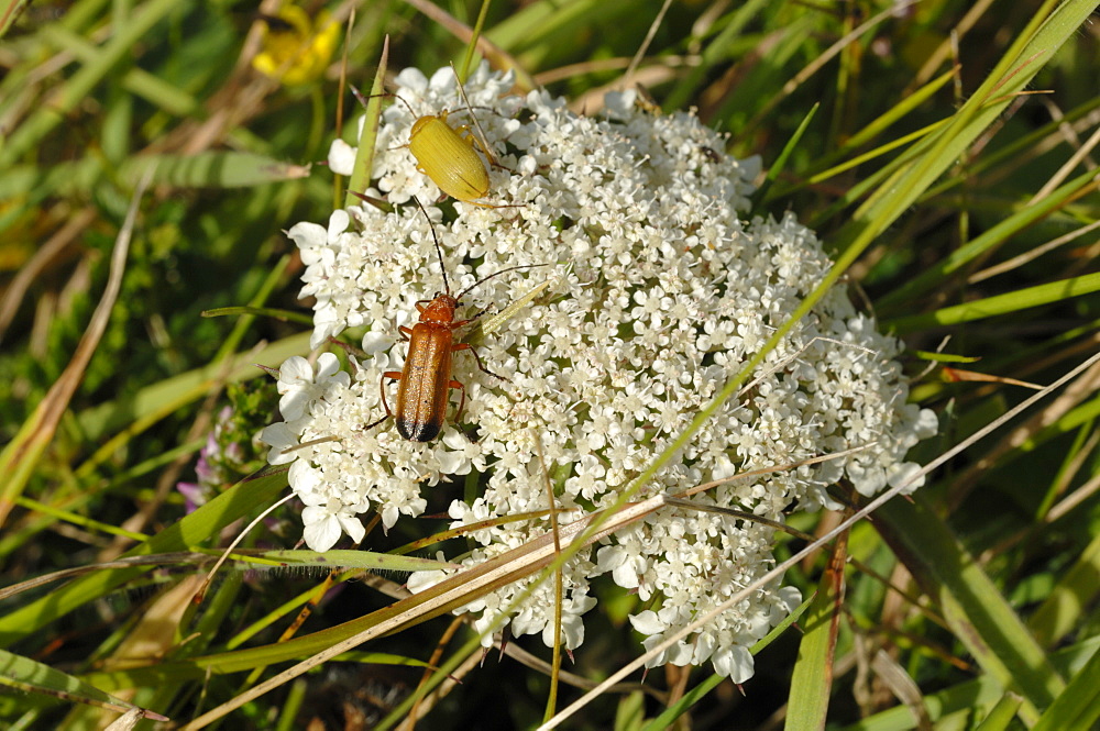 Beetles on plant, Deer Park, Marloes, Pembrokeshire, Wales, UK, Europe