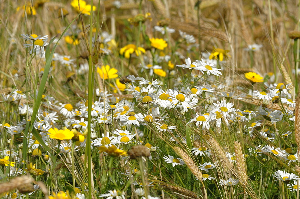 Wild flowers in margin of field of barley, Marloes, Pembrokeshire, Wales, UK, Europe