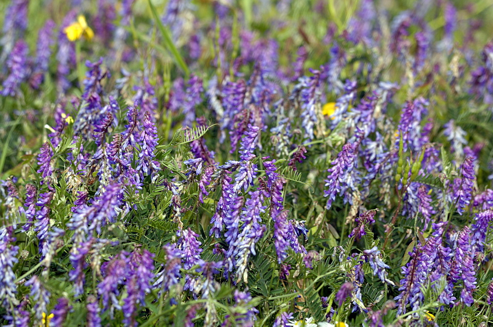 Lucerne or Alfalfa (Medicago sativa).   Pea family.  SOuth Wales, UK