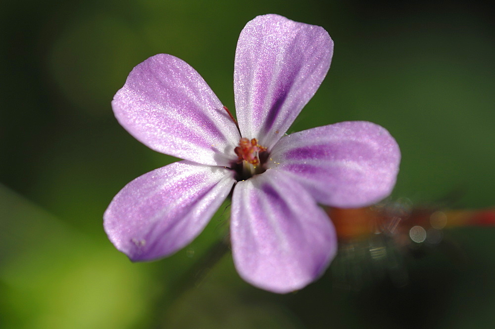 Herb Robert Geranium robertianum Castle Bay, Dale, Pembrokeshire, Wales, UK, Europe