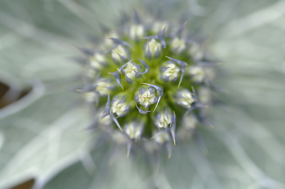 Sea holly Eryngium maritimum, Kenfig National Nature Reserve, Wales, Uk, Europe