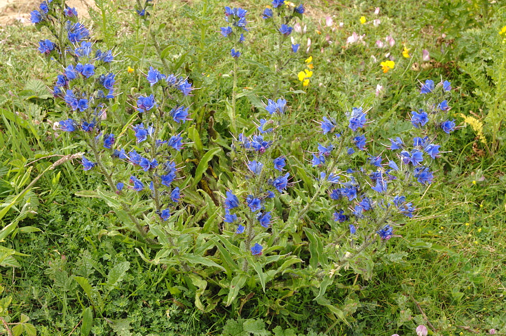 ViperÂ’s-bugloss Echium vulgare, Kenfig National Nature Reserve, Wales, Uk, Europe